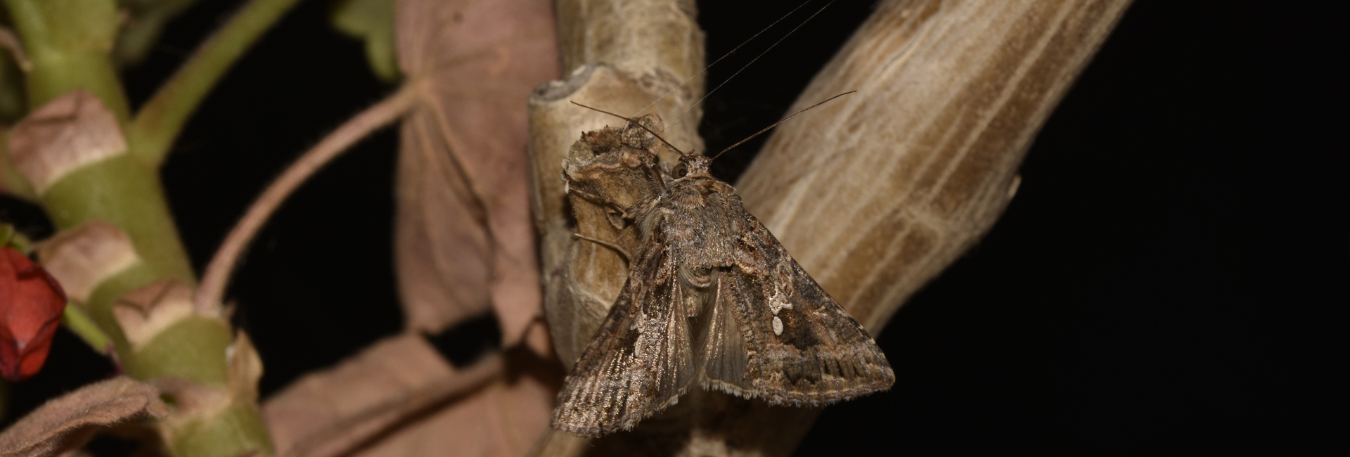 Trichoplusia ni, Crete - photo © K. Bormpoudaki