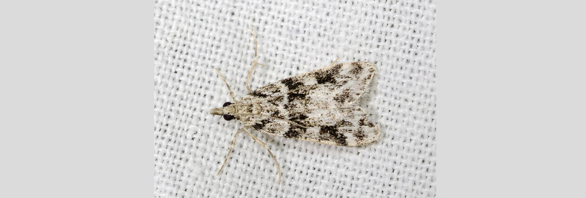 Eudonia delunella, Crete - photo © Benoît Segerer