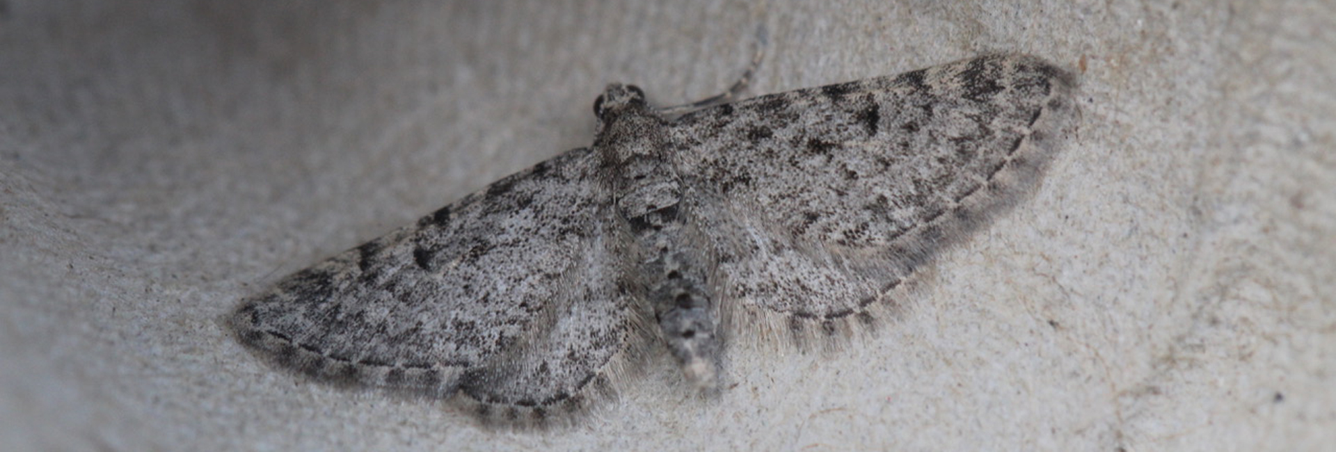Eupithecia graphata, Crete - photo © Henry Edmunds