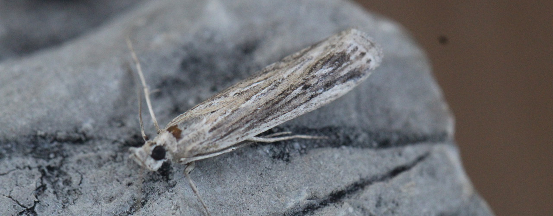 Laristania taftanella, Crete - photo © Henry Edmunds