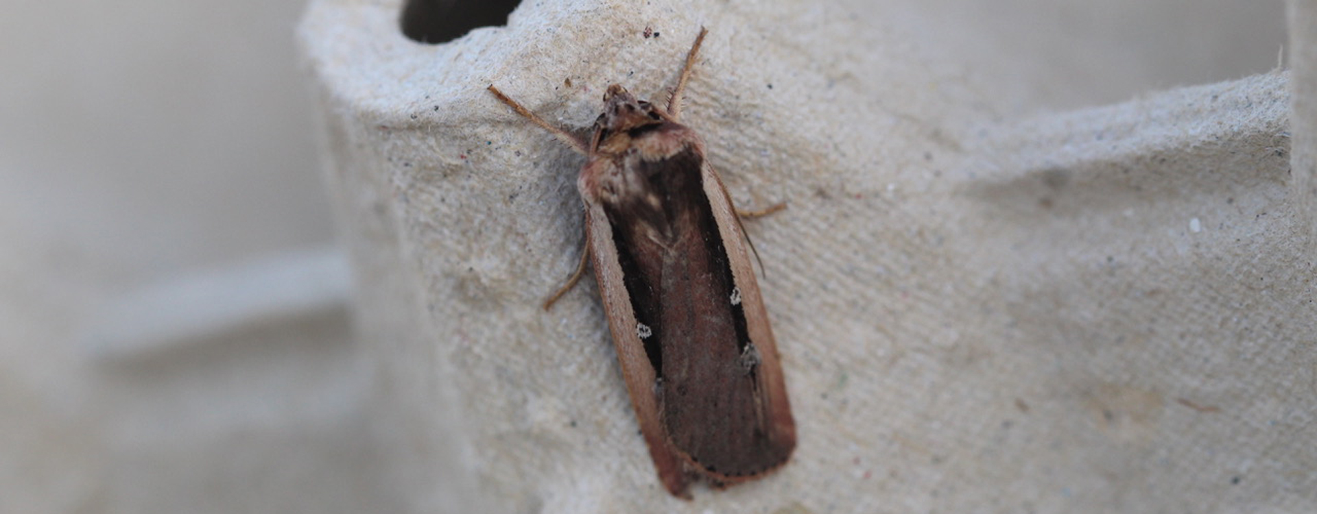 Ochropleura leucogaster, Crete - photo © Henry Edmunds