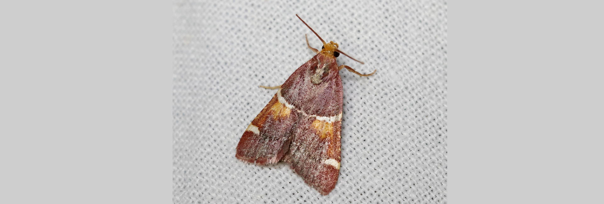 Bryophila papaleonei, Crete - photo © Benoît Segerer