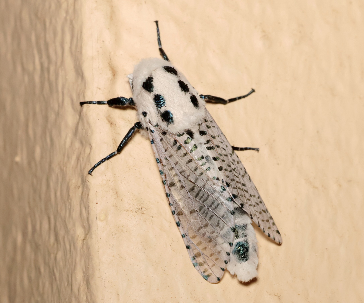 Zeuzera pyrina, Crete - photo © Benoît Segerer