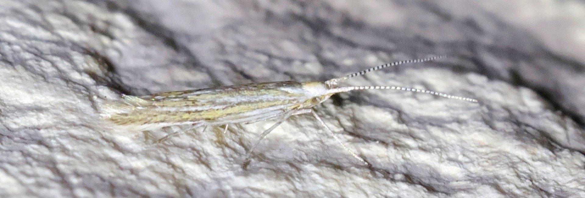 Coleophora versurella, Crete - photo © K. Bormpoudaki