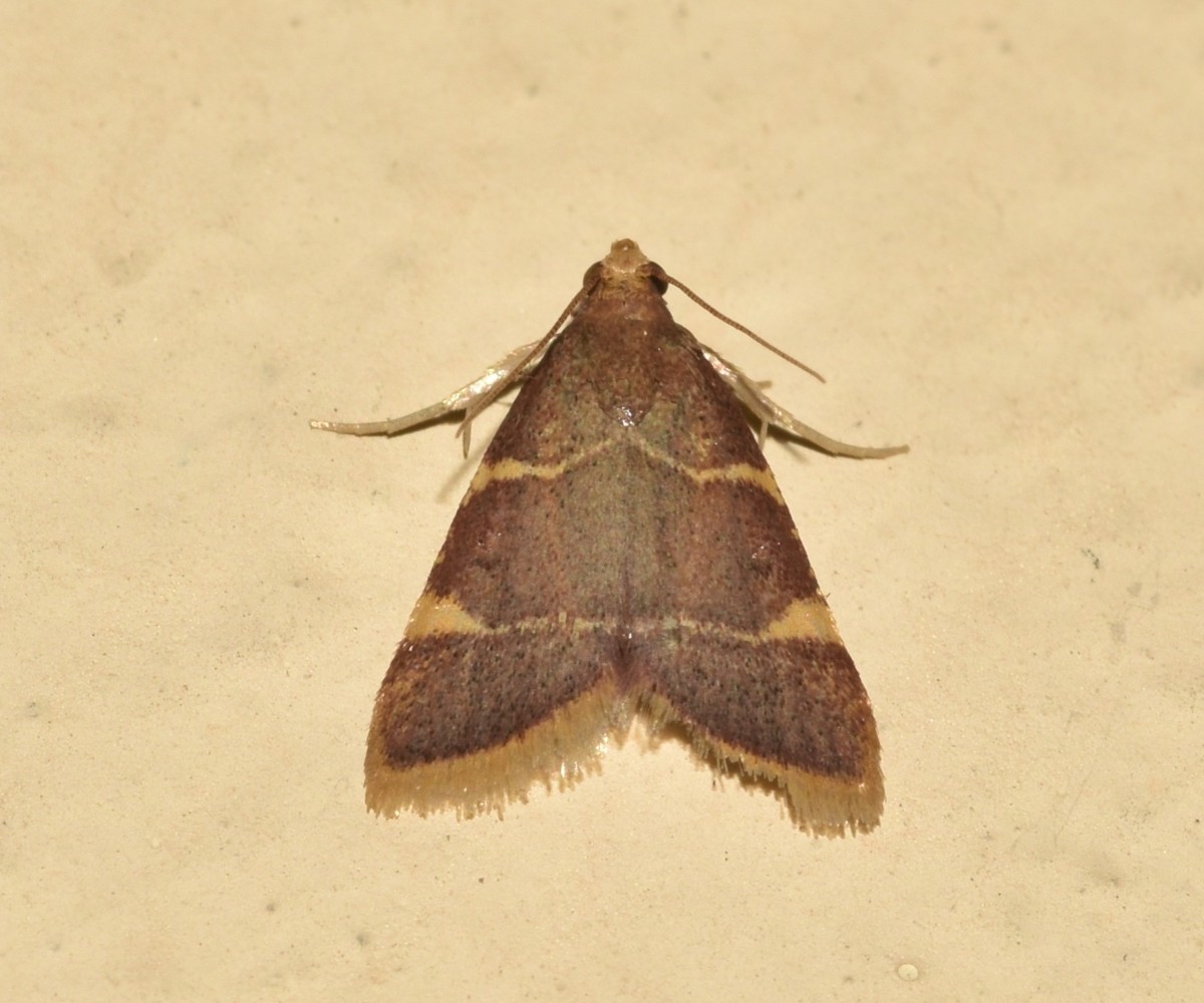 Hypsopygia costalis, Crete - photo © K. Bormpoudaki