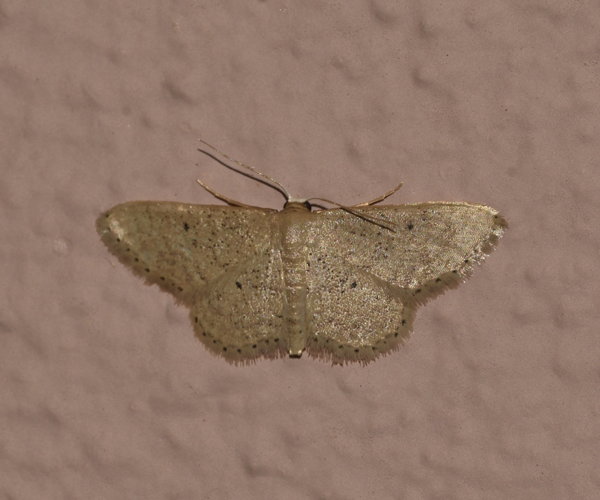Idaea obsoletaria, Crete - photo © K. Bormpoudaki