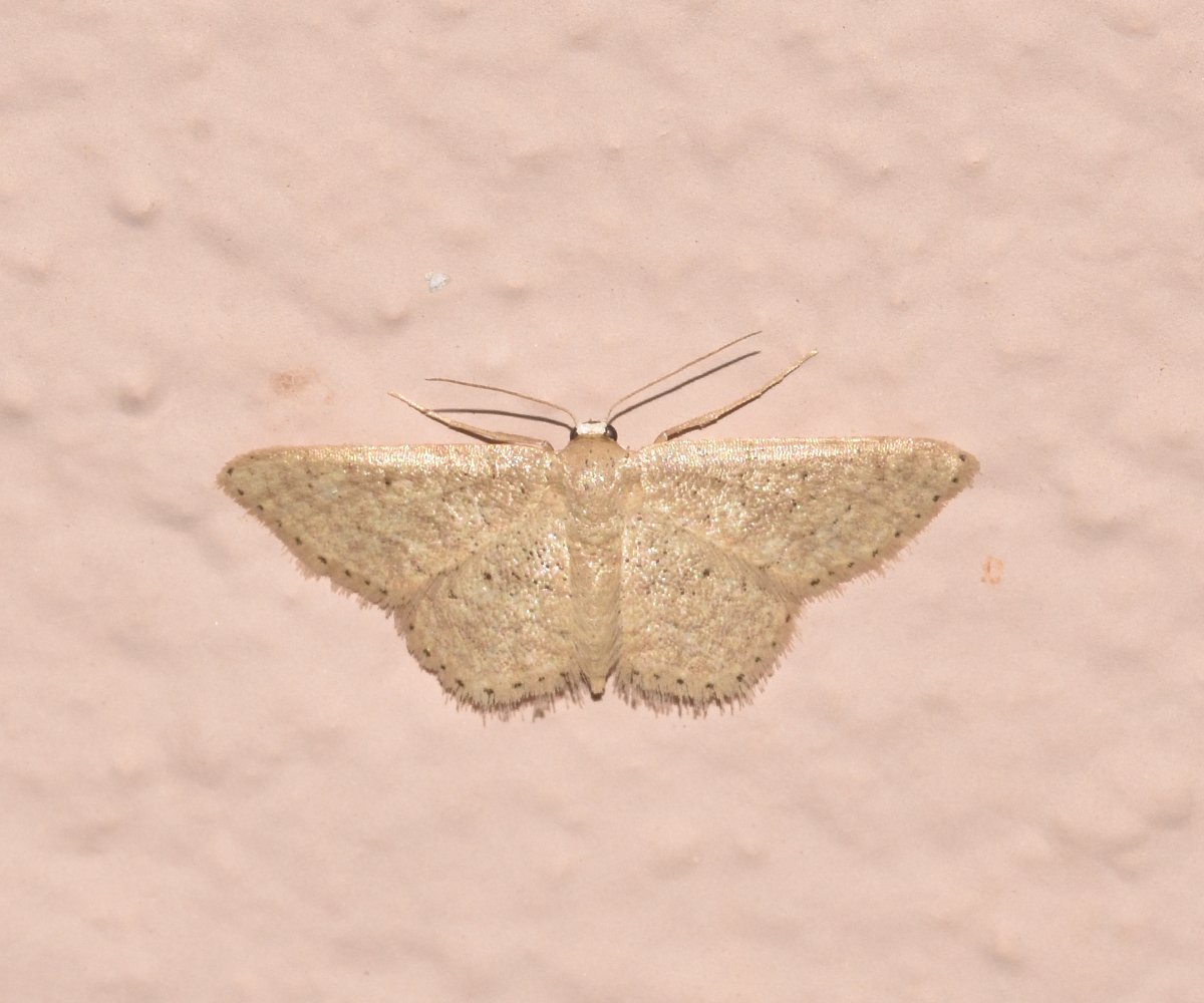 Idaea obsoletaria, Crete - photo © K. Bormpoudaki