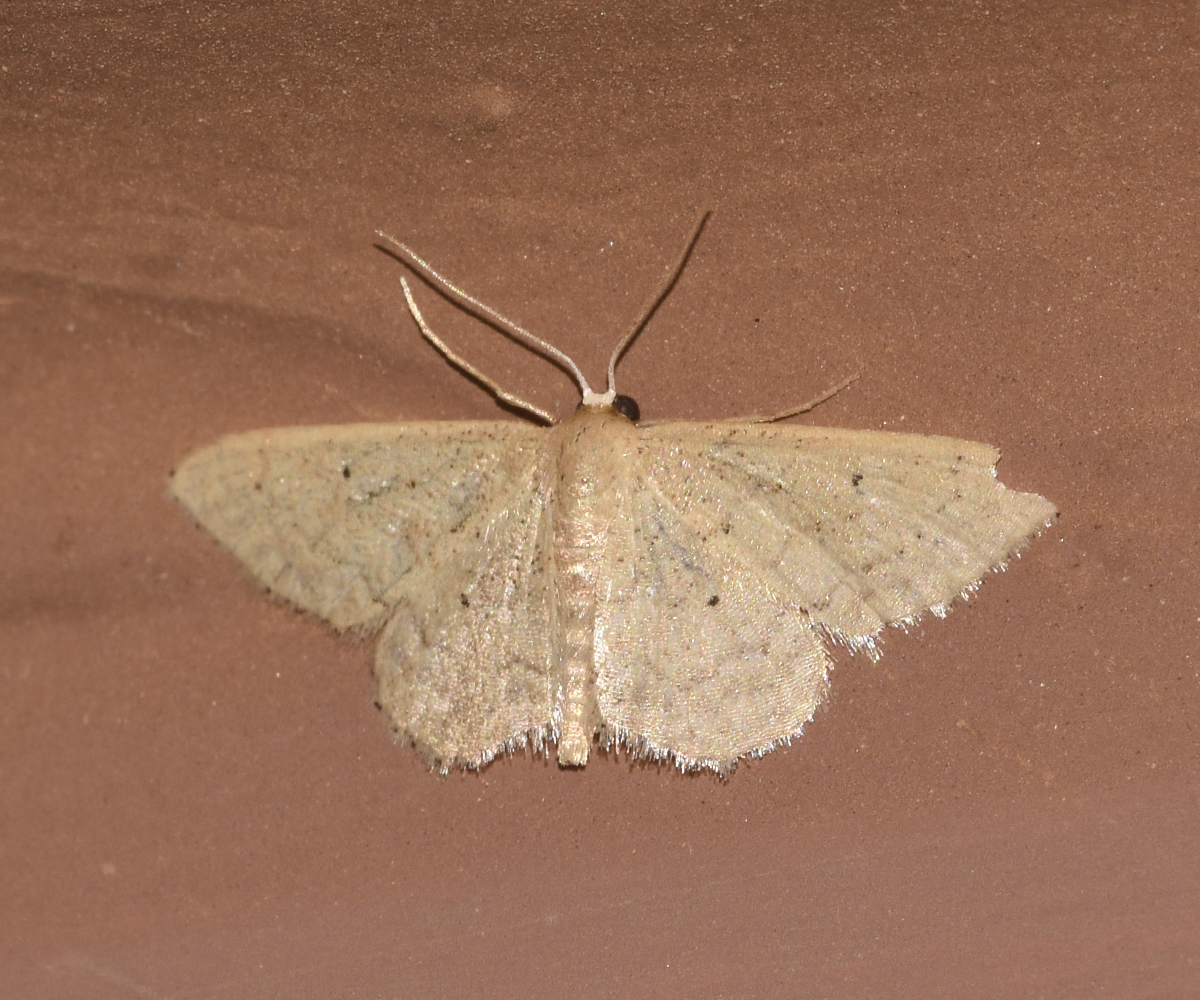 Idaea obsoletaria, Crete - photo © K. Bormpoudaki