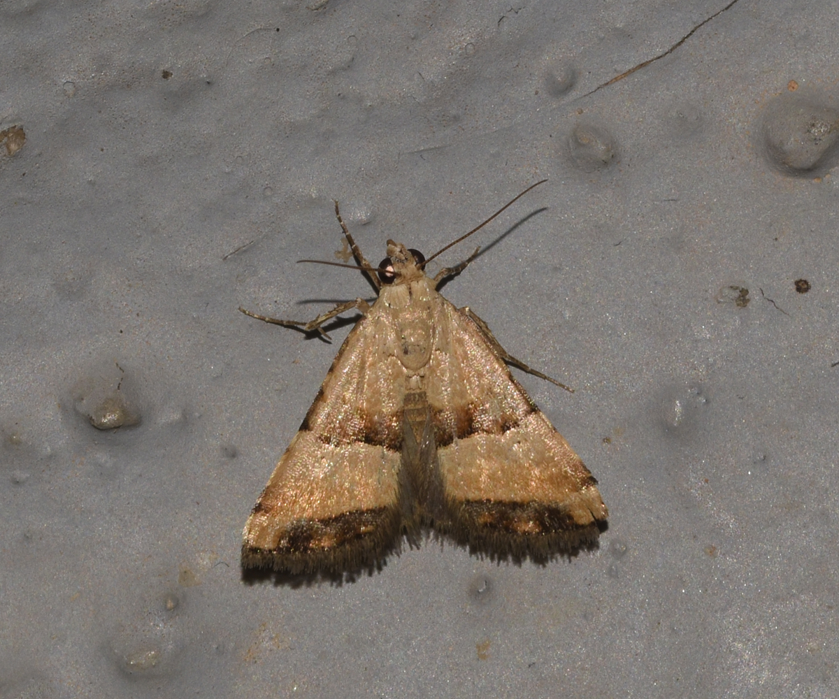 Pseudozarba bipartita, Crete - photo © K. Bormpoudaki