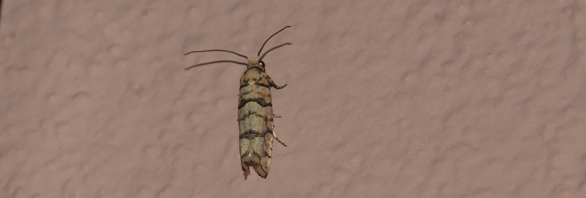 Pseudococcyx tessulatana, Crete - photo © K. Bormpoudaki