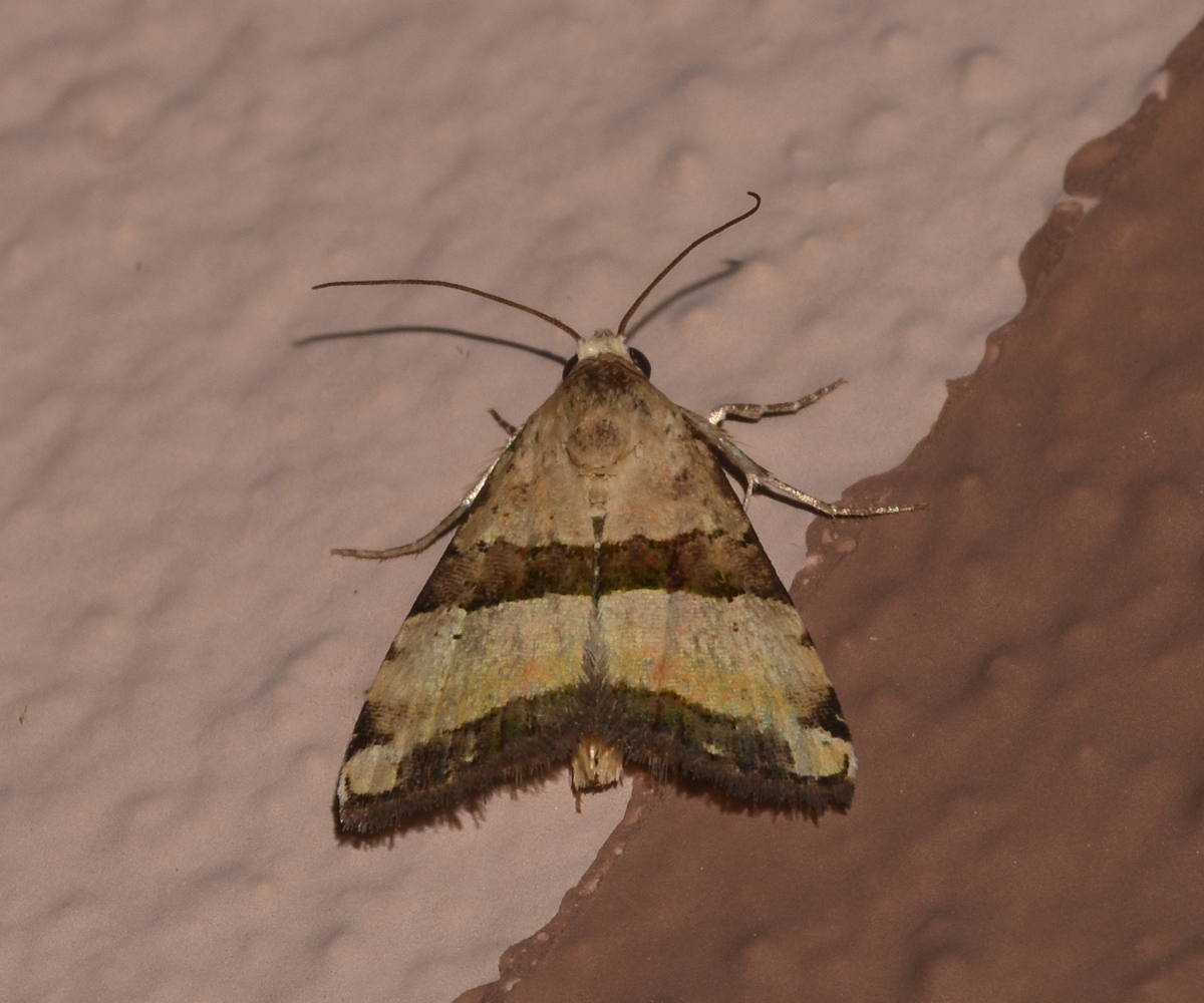 Pseudozarba bipartita, Crete - photo © K. Bormpoudaki