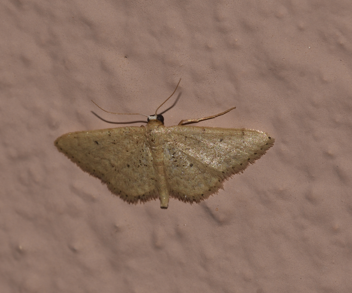 Idaea obsoletaria, Crete - photo © K. Bormpoudaki