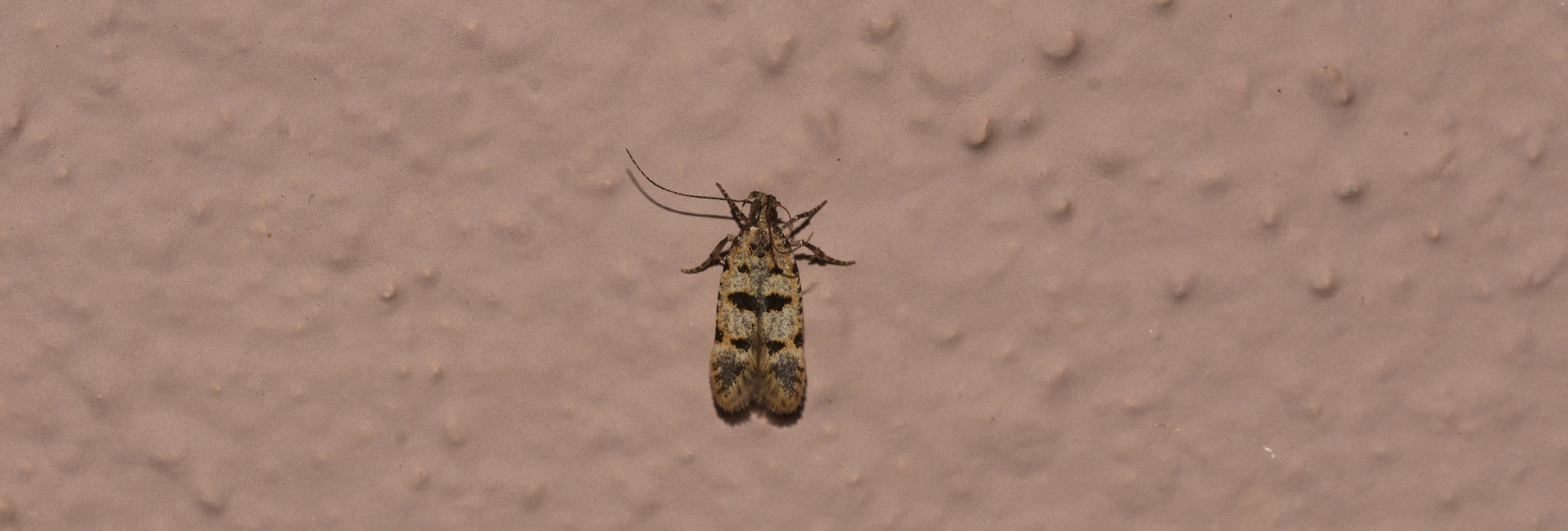 Deltophora maculata, Crete - photo © K. Bormpoudaki