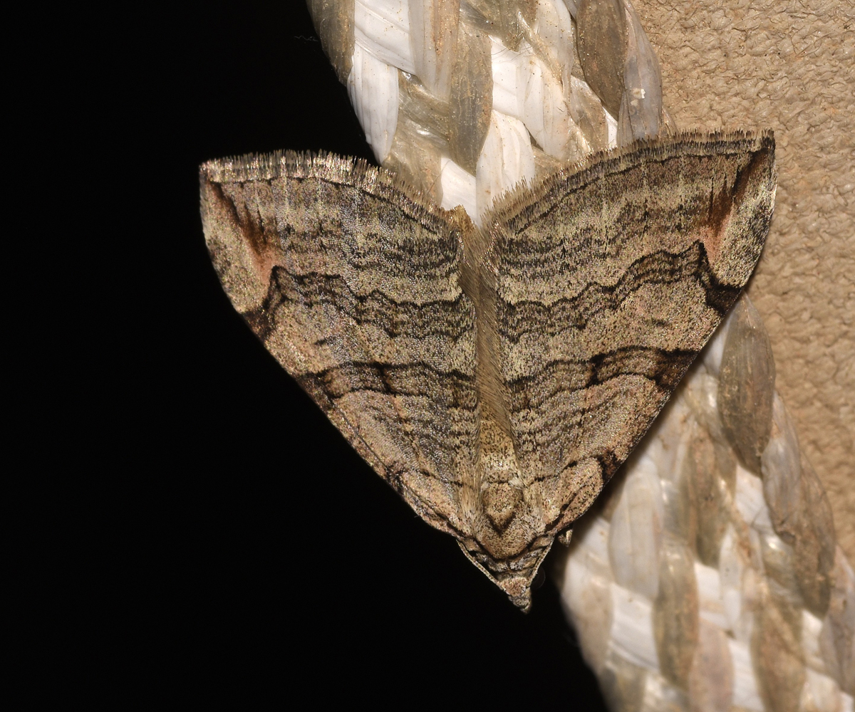 Aplocera plagiata, Crete - photo © K. Bormpoudaki