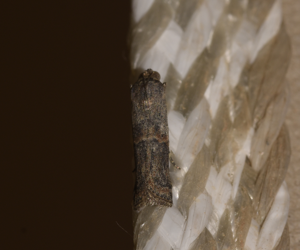 Ceutholopha isidis, Crete - photo © K. Bormpoudaki