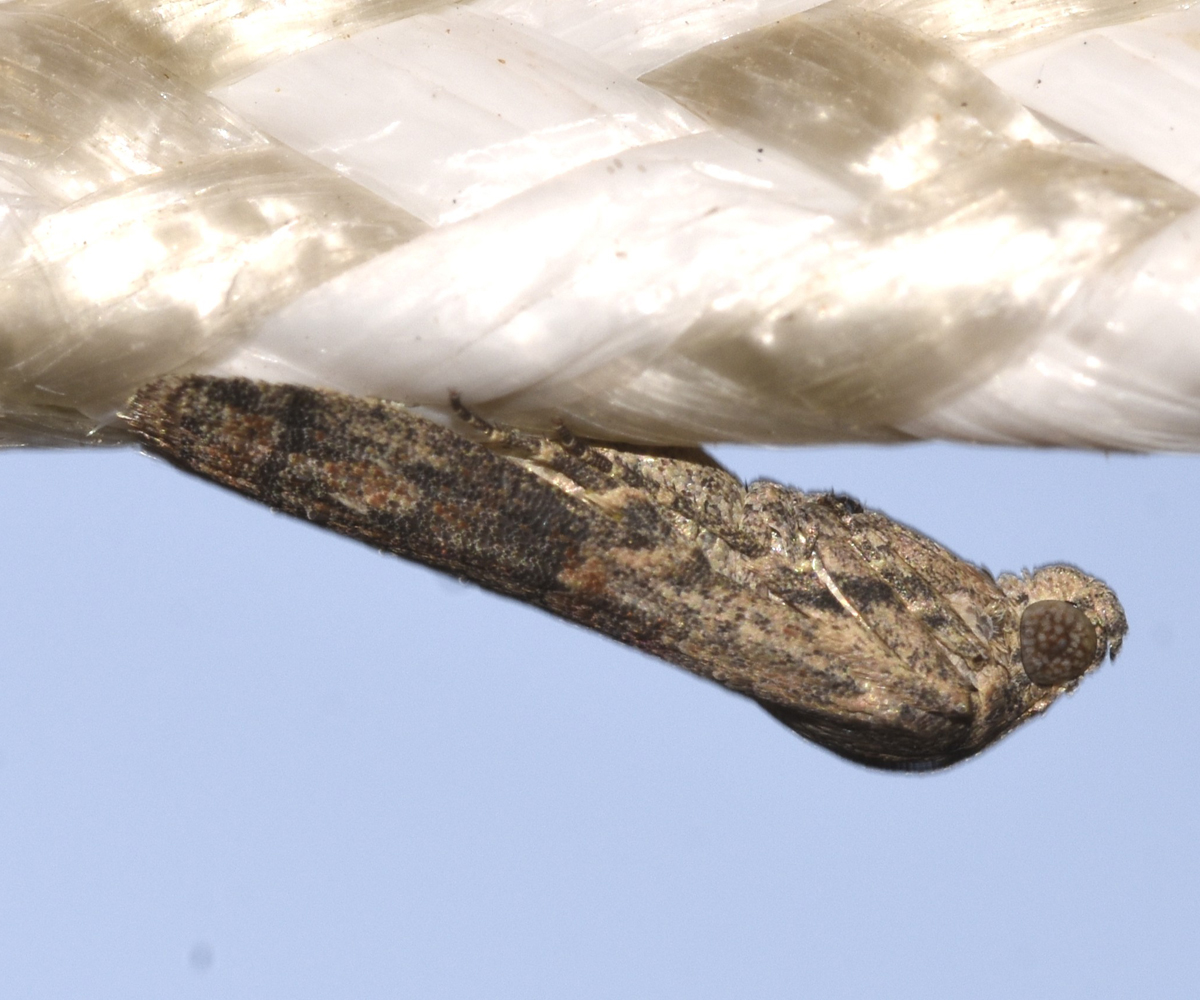 Ceutholopha isidis, Crete - photo © K. Bormpoudaki