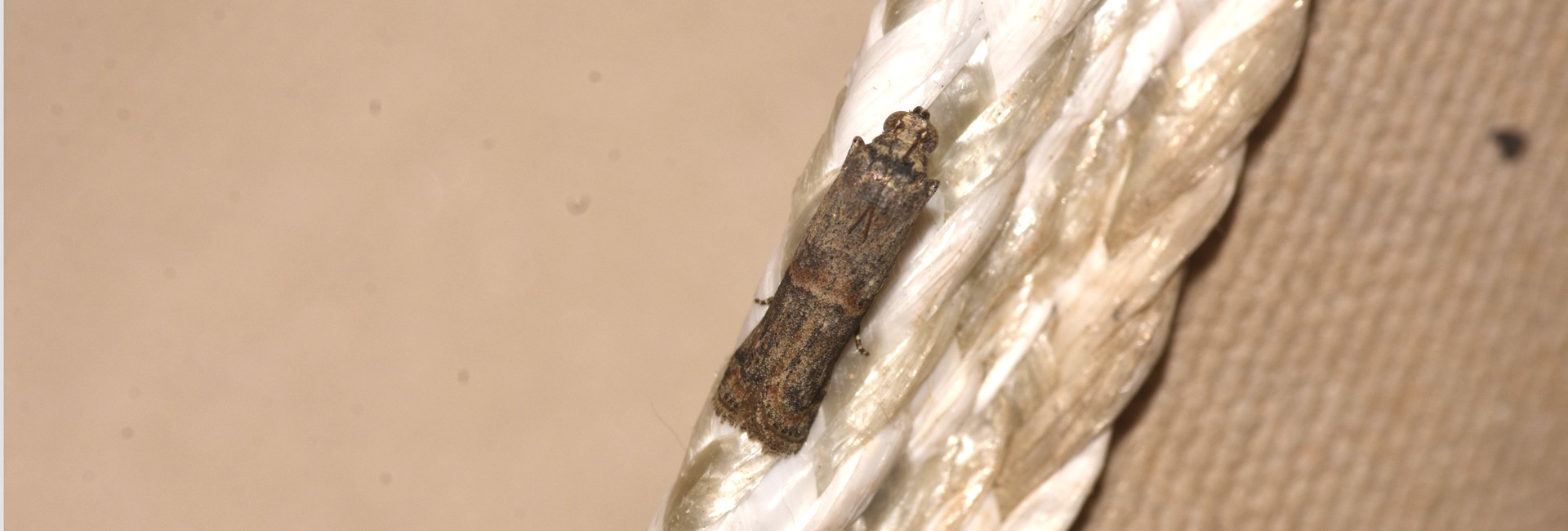 Ceutholopha isidis, Crete - photo © K. Bormpoudaki