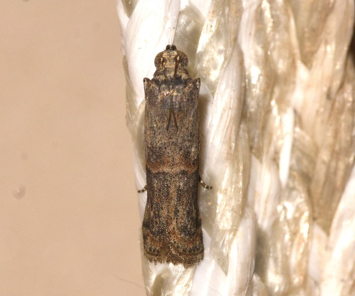 Ceutholopha isidis, Crete - photo © K. Bormpoudaki