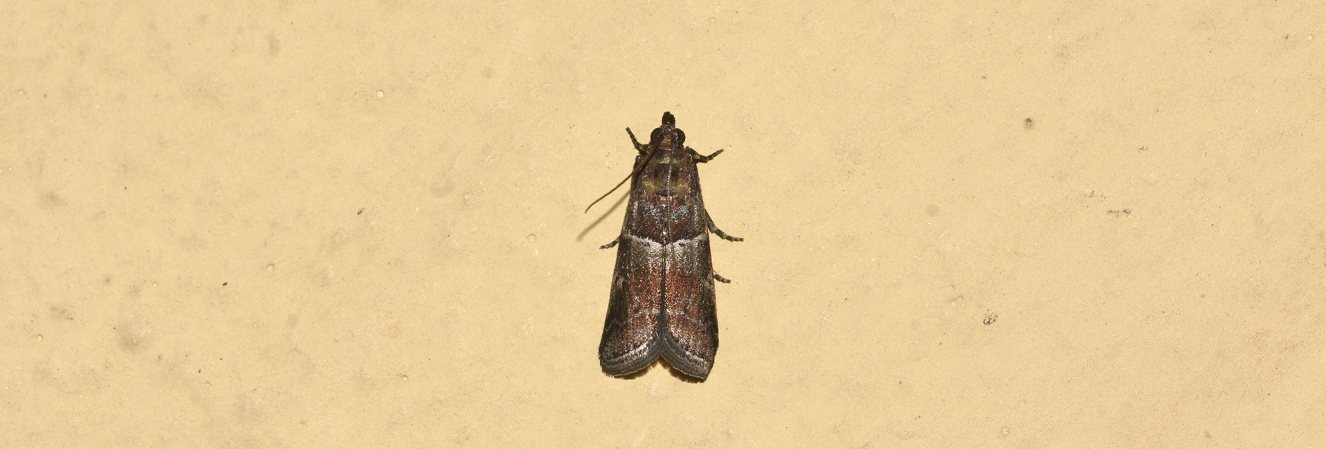Laodamia combustella, Crete - photo © K. Bormpoudaki