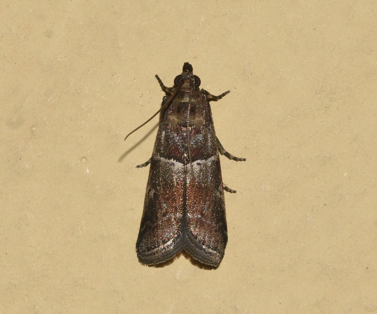 Laodamia combustella, Crete - photo © K. Bormpoudaki