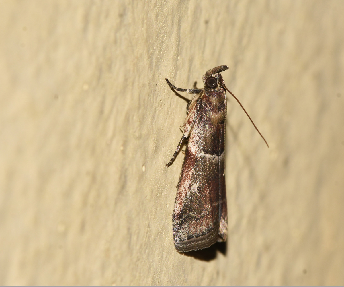 Laodamia combustella, Crete - photo © K. Bormpoudaki