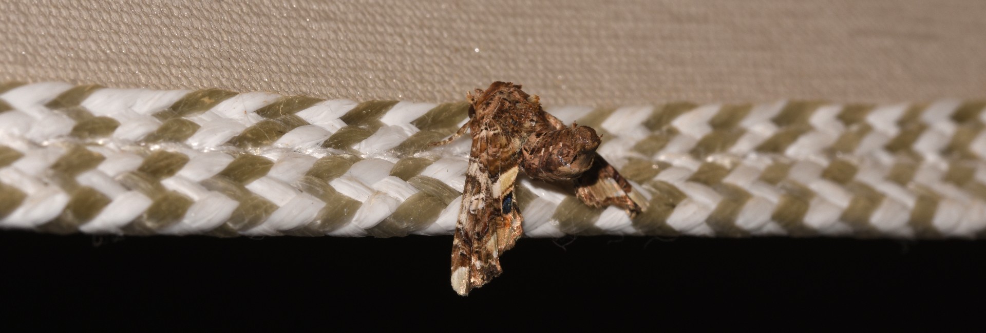 Eutelia adulatrix, Crete - photo © K. Bormpoudaki