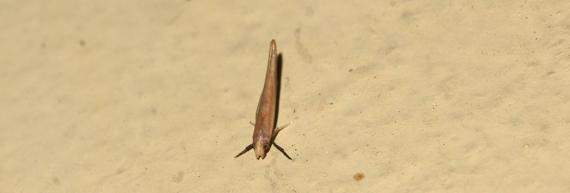 Zelleria hepariella, Crete - photo © K. Bormpoudaki