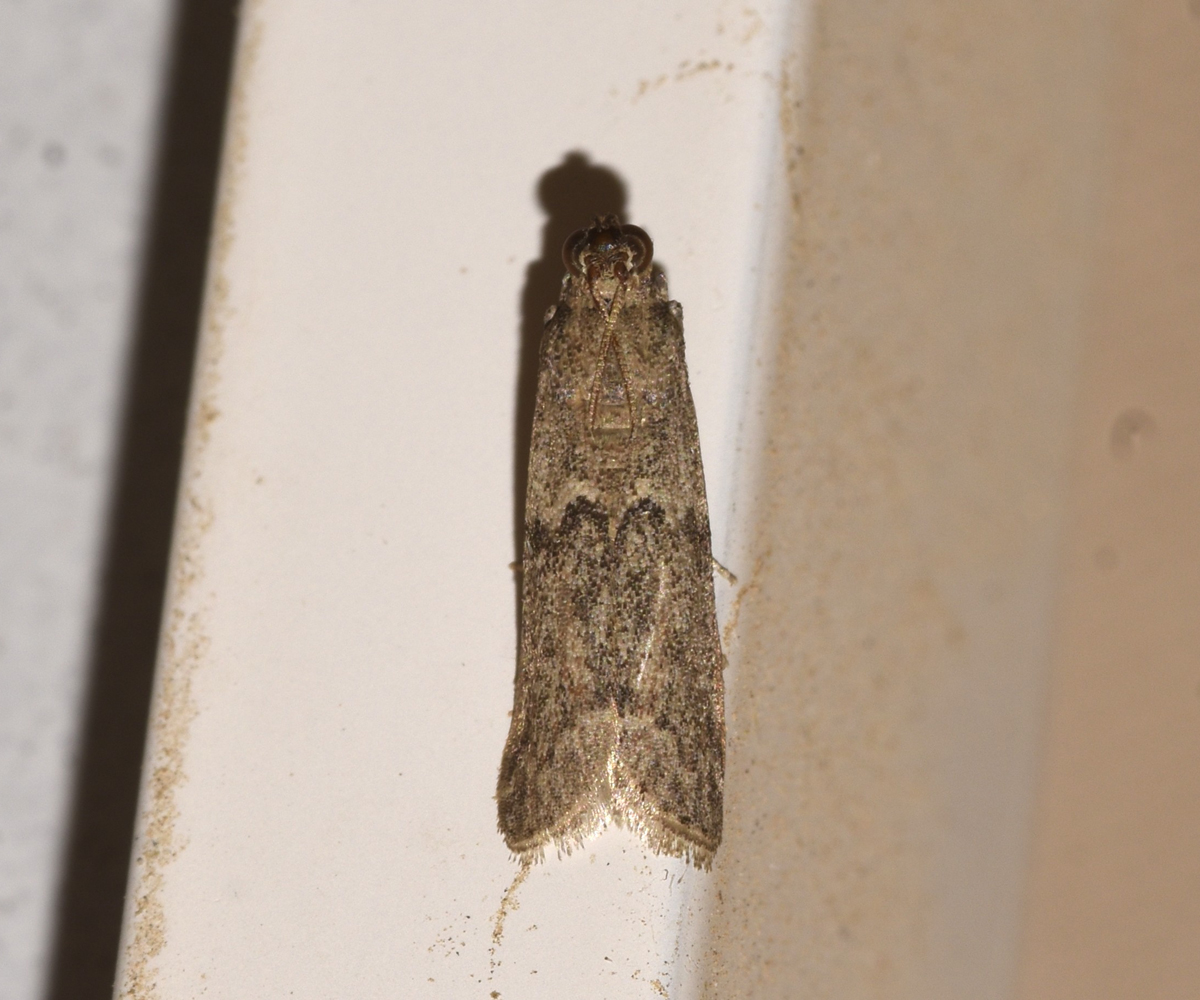 Ephestia kuehniella, Crete - photo © K. Bormpoudaki