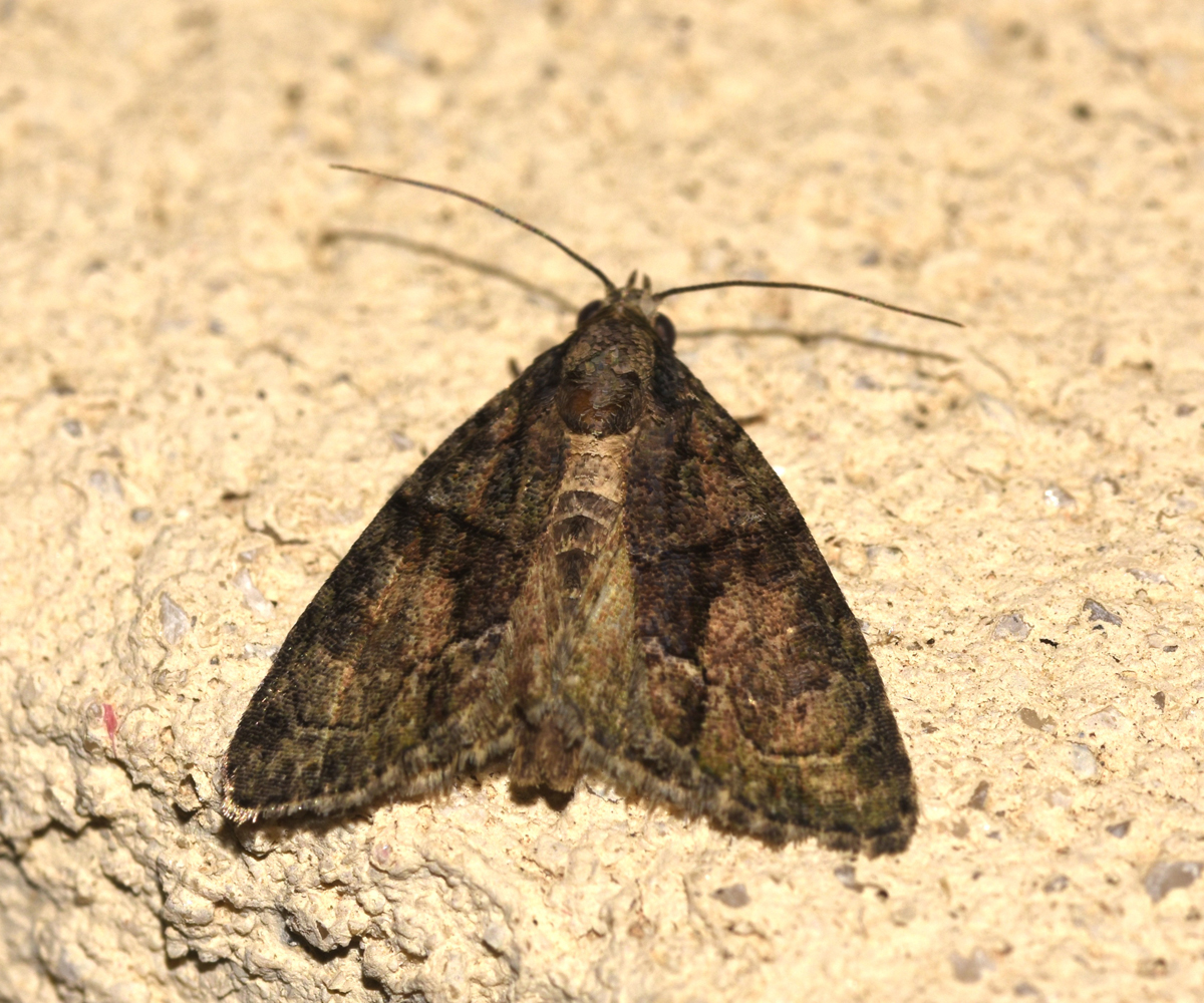 Cryphia electra, Crete - photo © K. Bormpoudaki