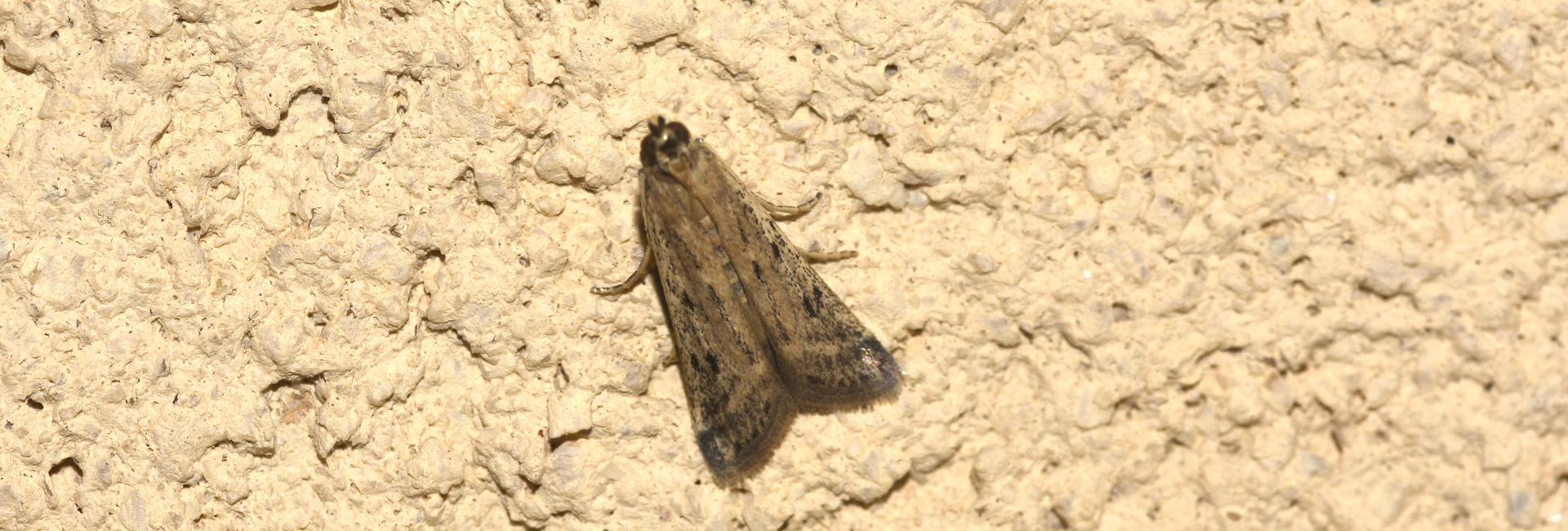 Phycitodes binaevella, Crete - photo © K. Bormpoudaki