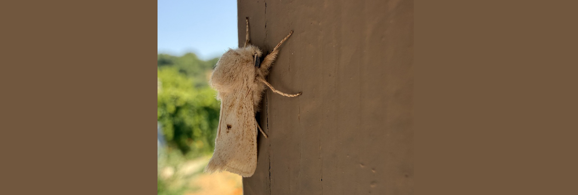 Phragmacossia minos, Crete - photo © https://www.inaturalist.org/observations/384506793