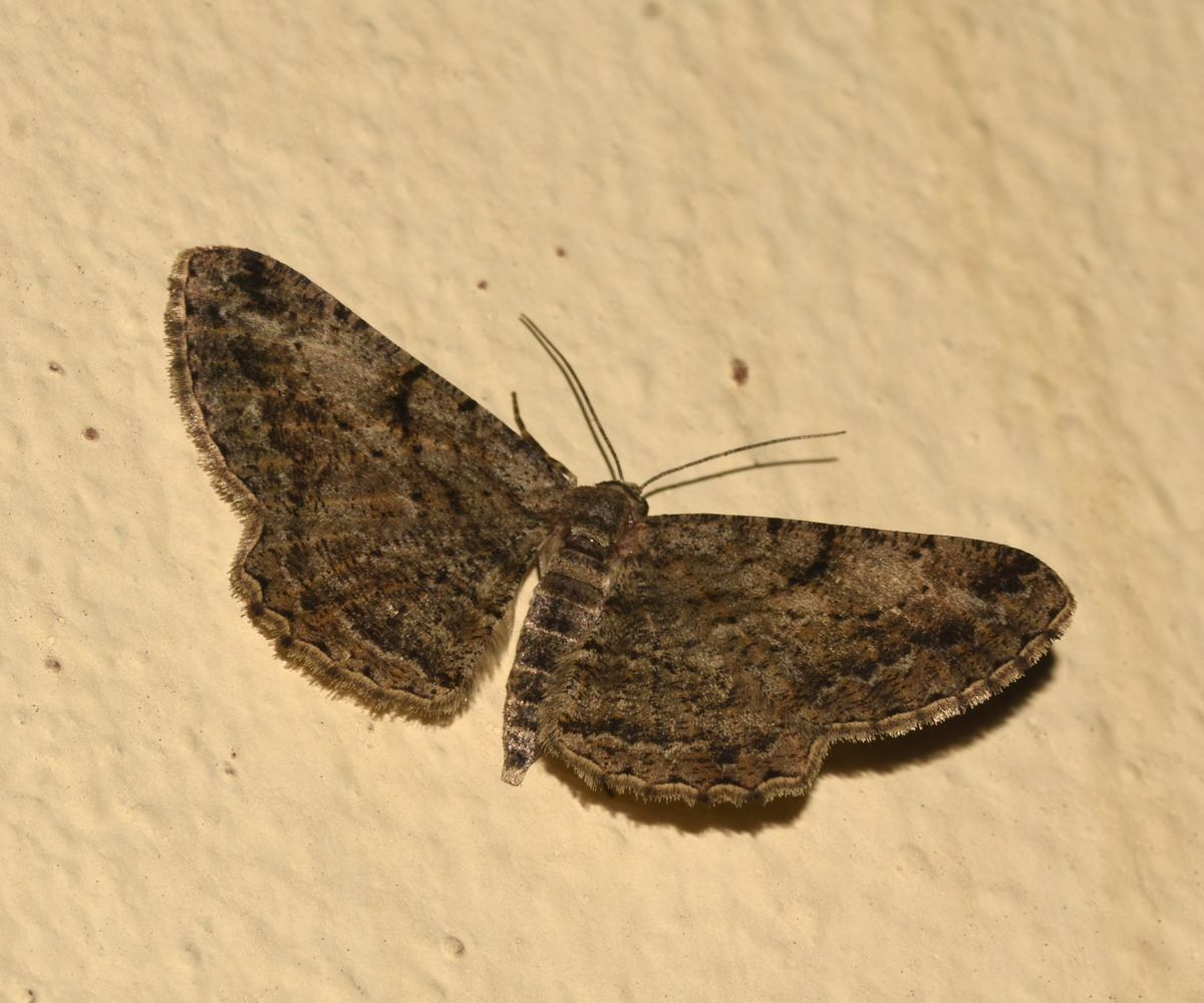 Peribatodes rhomboidaria, Crete - photo © K. Bormpoudaki