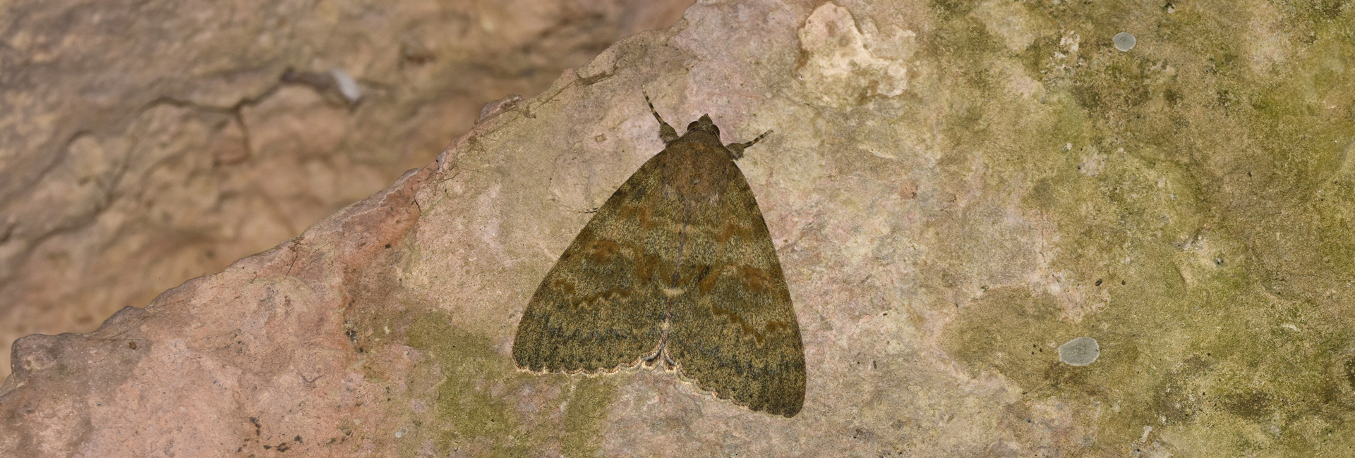 Catocala elocata, Crete - photo © K. Bormpoudaki