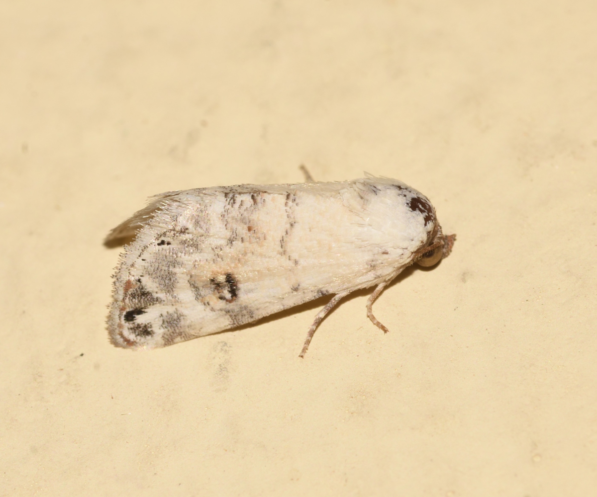 Eublemma scitula, Crete - photo © K. Bormpoudaki