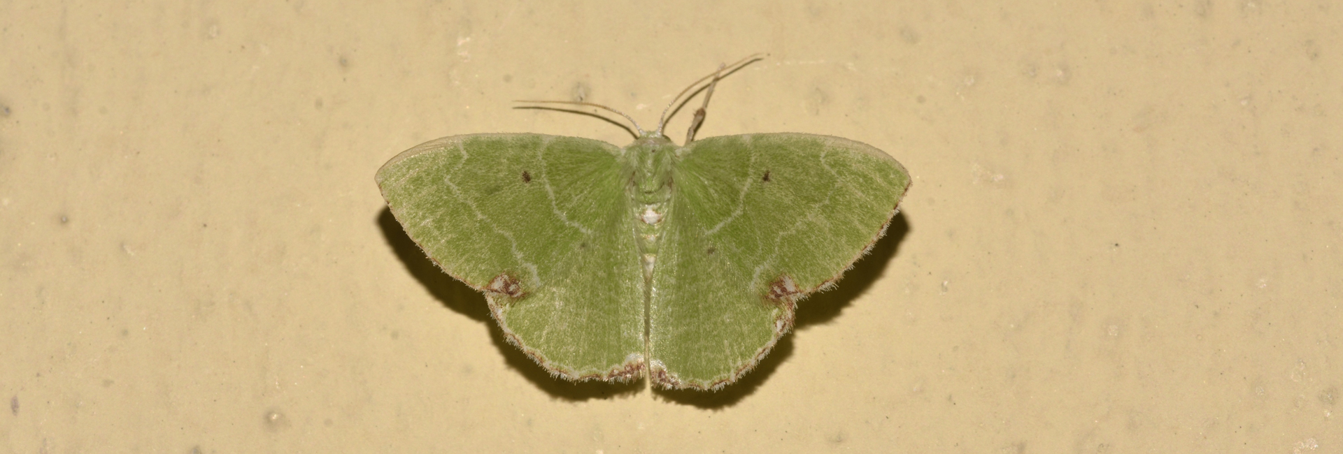 Proteuchloris neriaria, Crete -  photo © K. Bormpoudaki
