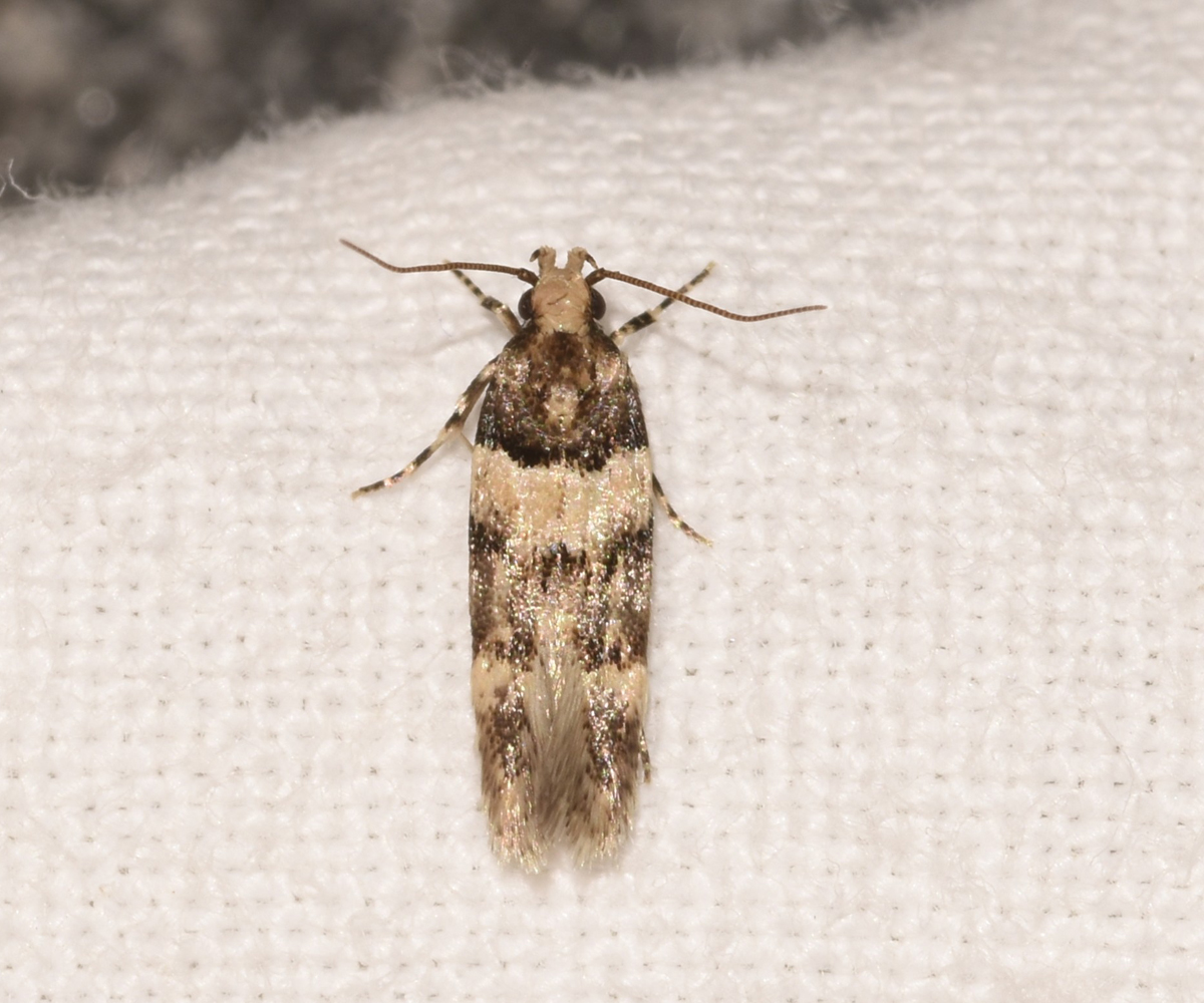 Alloclita recisella, Crete - photo © K. Bormpoudaki
