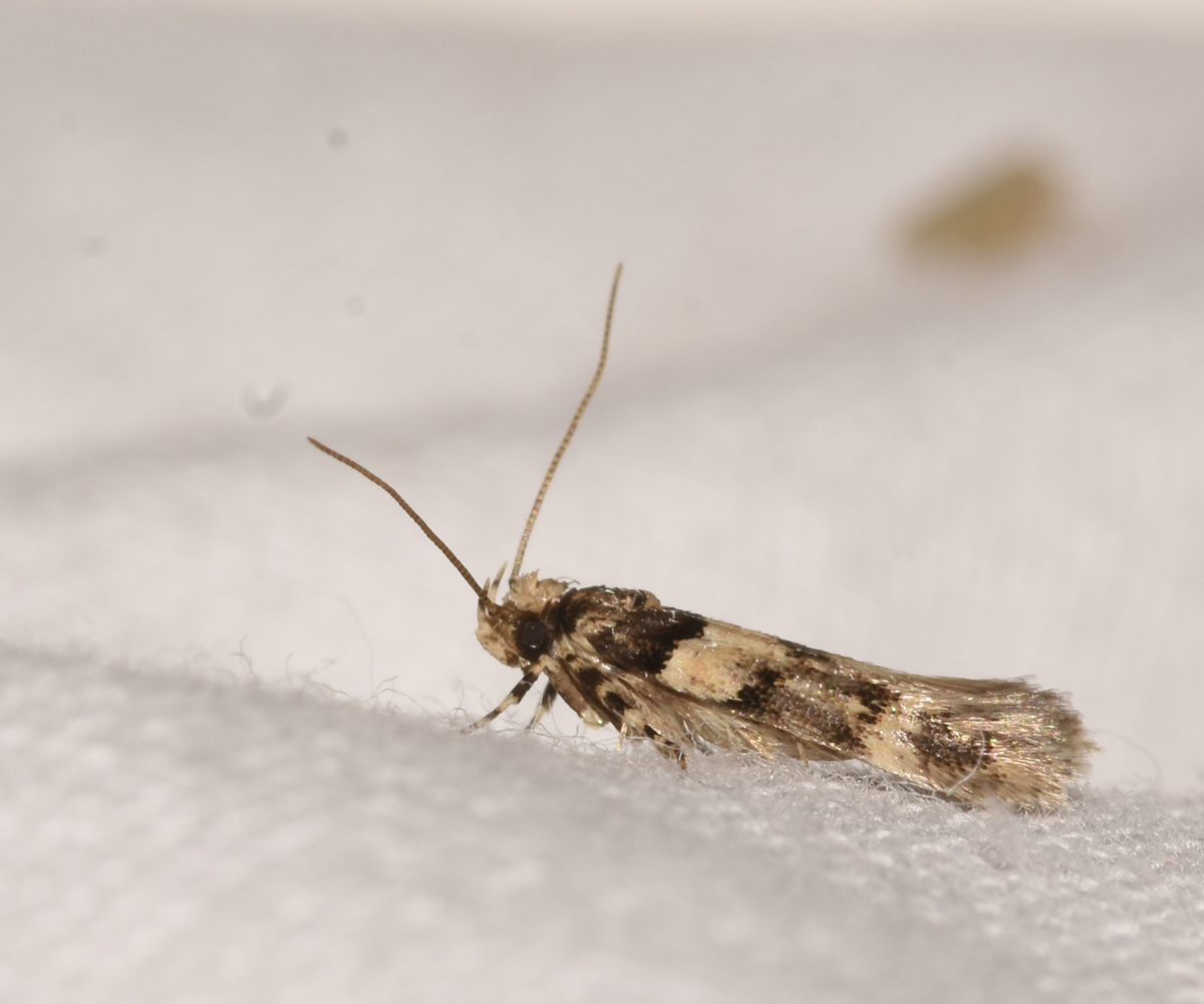 Alloclita recisella, Crete - photo © K. Bormpoudaki