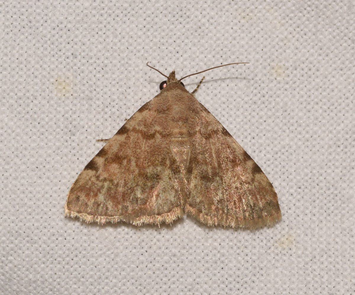 Metachrostis velox, Crete - photo © K. Bormpoudaki