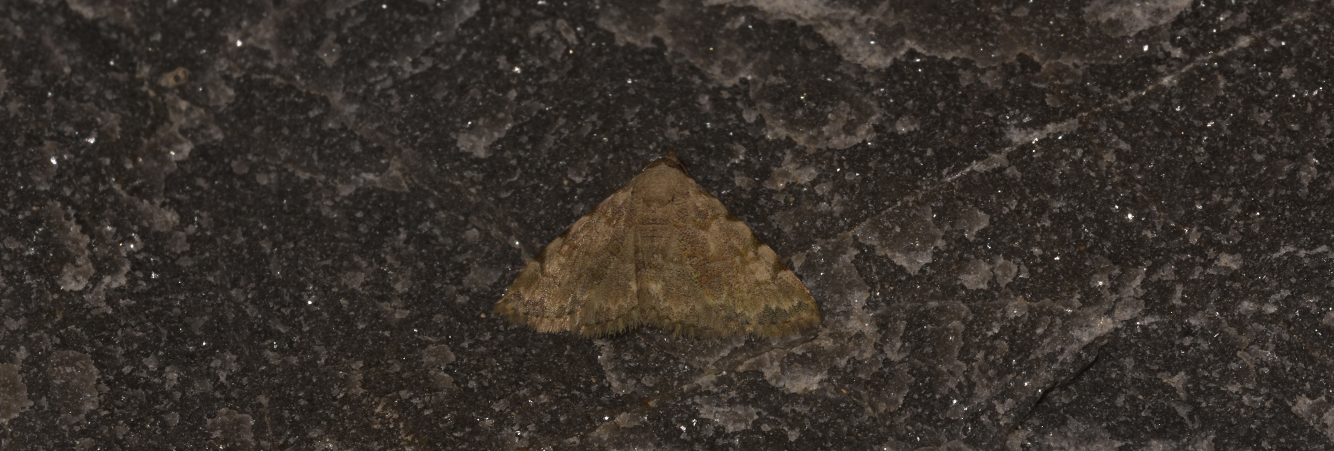 Metachrostis velox, Crete - photo © K. Bormpoudaki