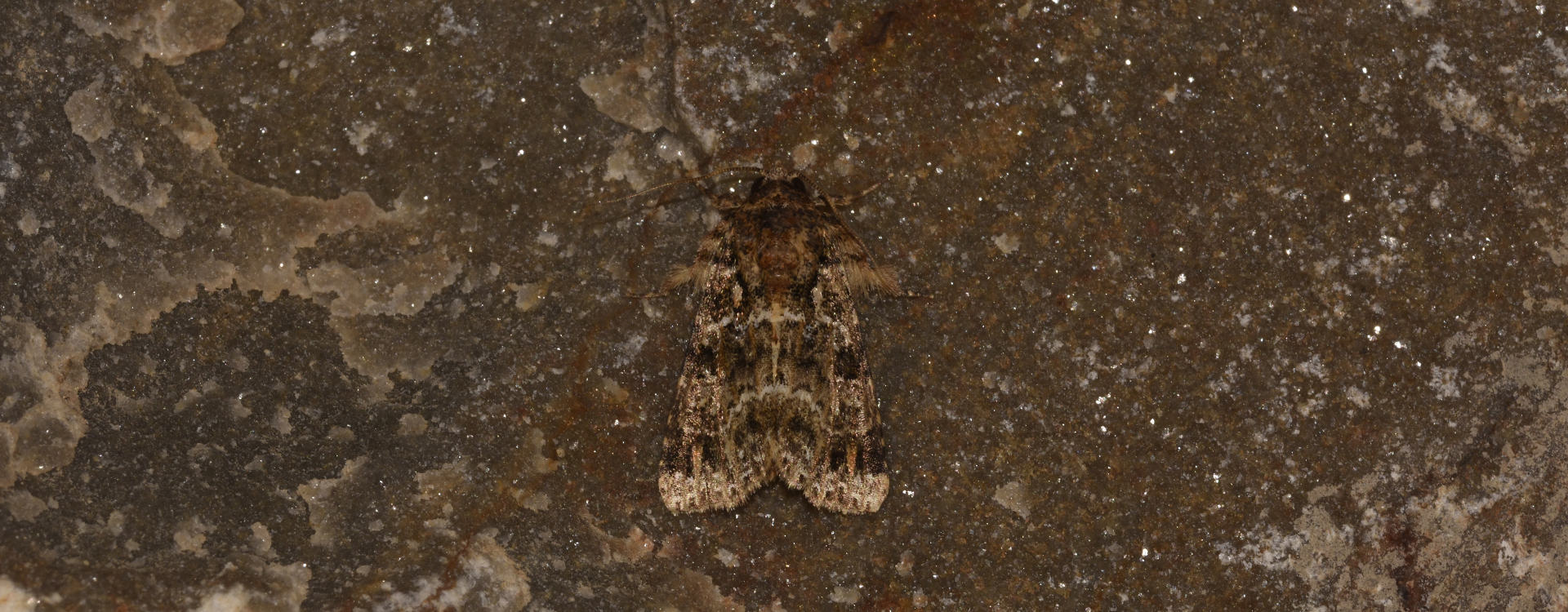 Callopistria latreillei, Crete - photo © K. Bormpoudaki