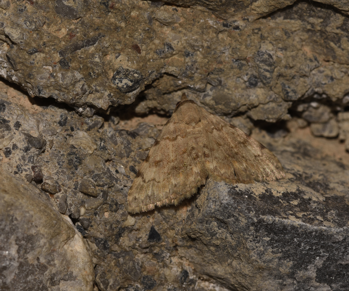 Metachrostis velox, Crete - photo © K. Bormpoudaki