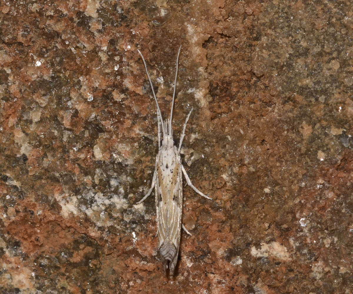 Ypsolopha albiramella, Crete - photo © K. Bormpoudaki