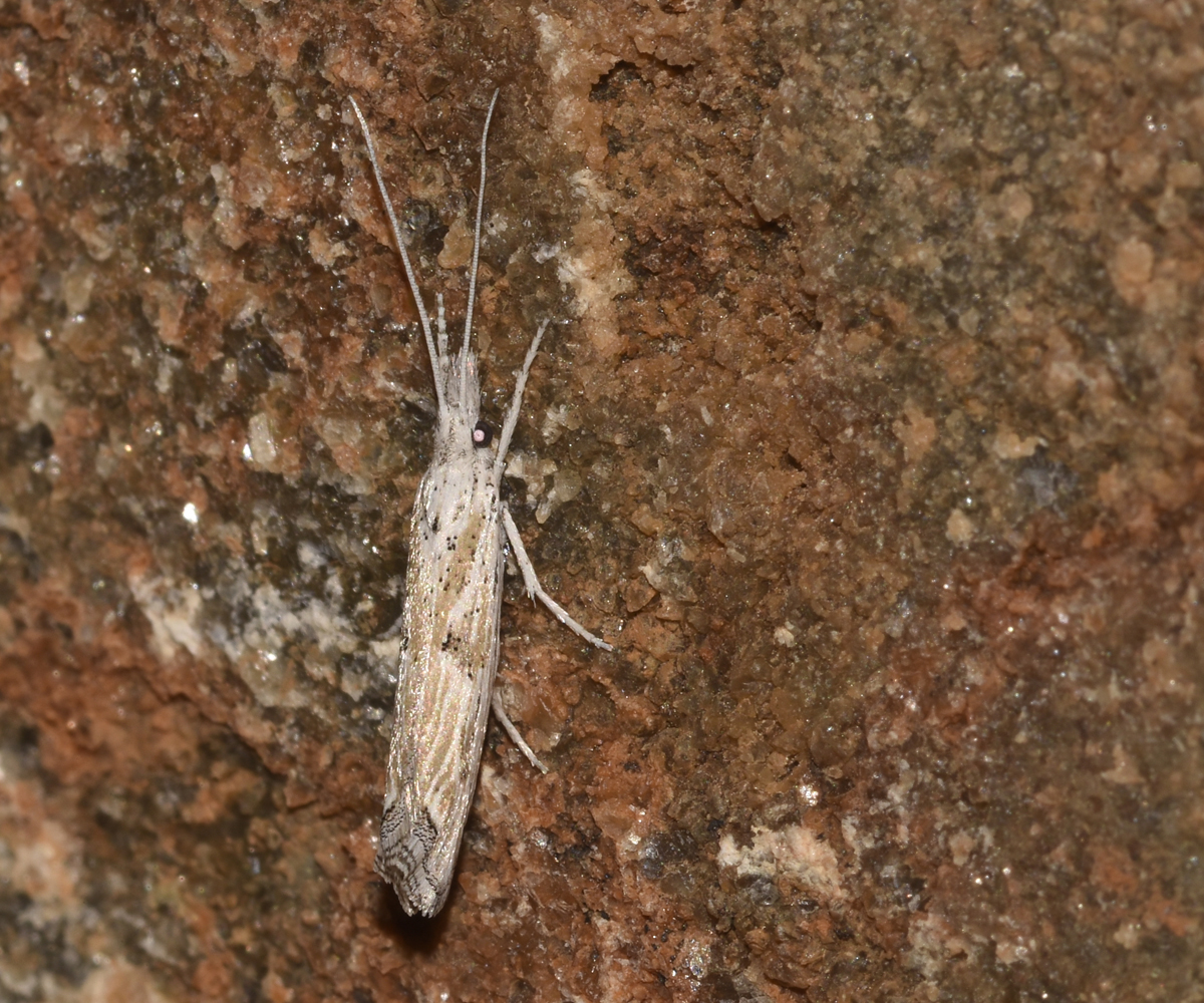 Ypsolopha albiramella, Crete - photo © K. Bormpoudaki