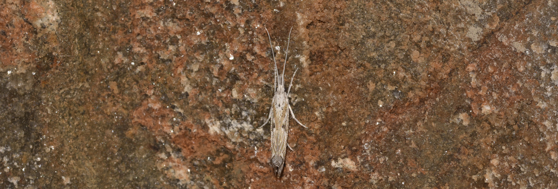 Ypsolopha albiramella, Crete - photo © K. Bormpoudaki