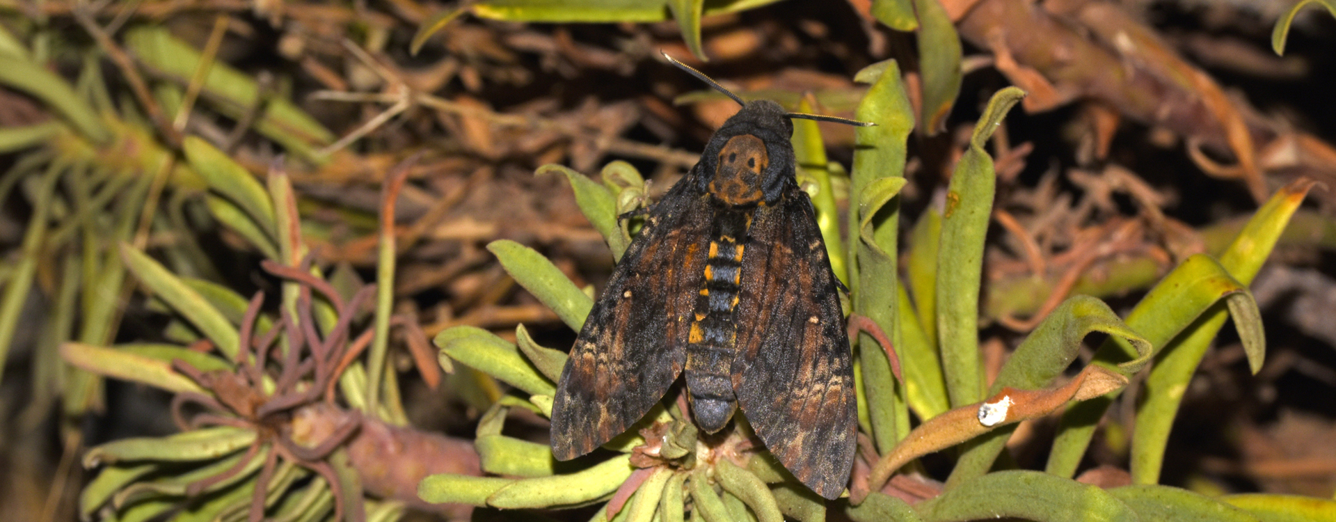 Acherontia atropos, Crete - photo © K. Bormpoudaki