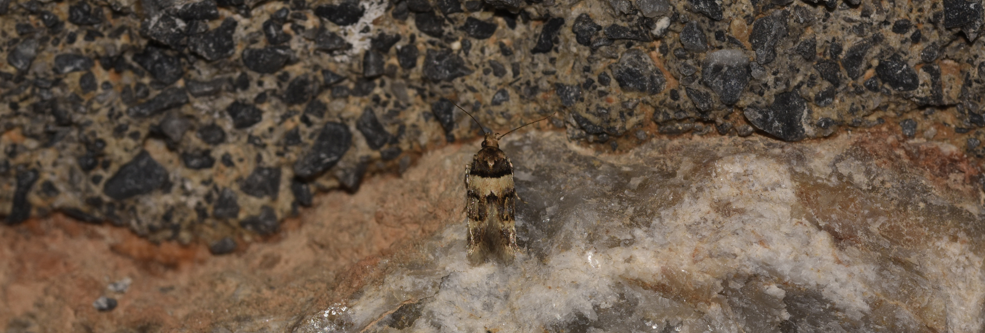 Alloclita recisella, Crete - photo © K. Bormpoudaki
