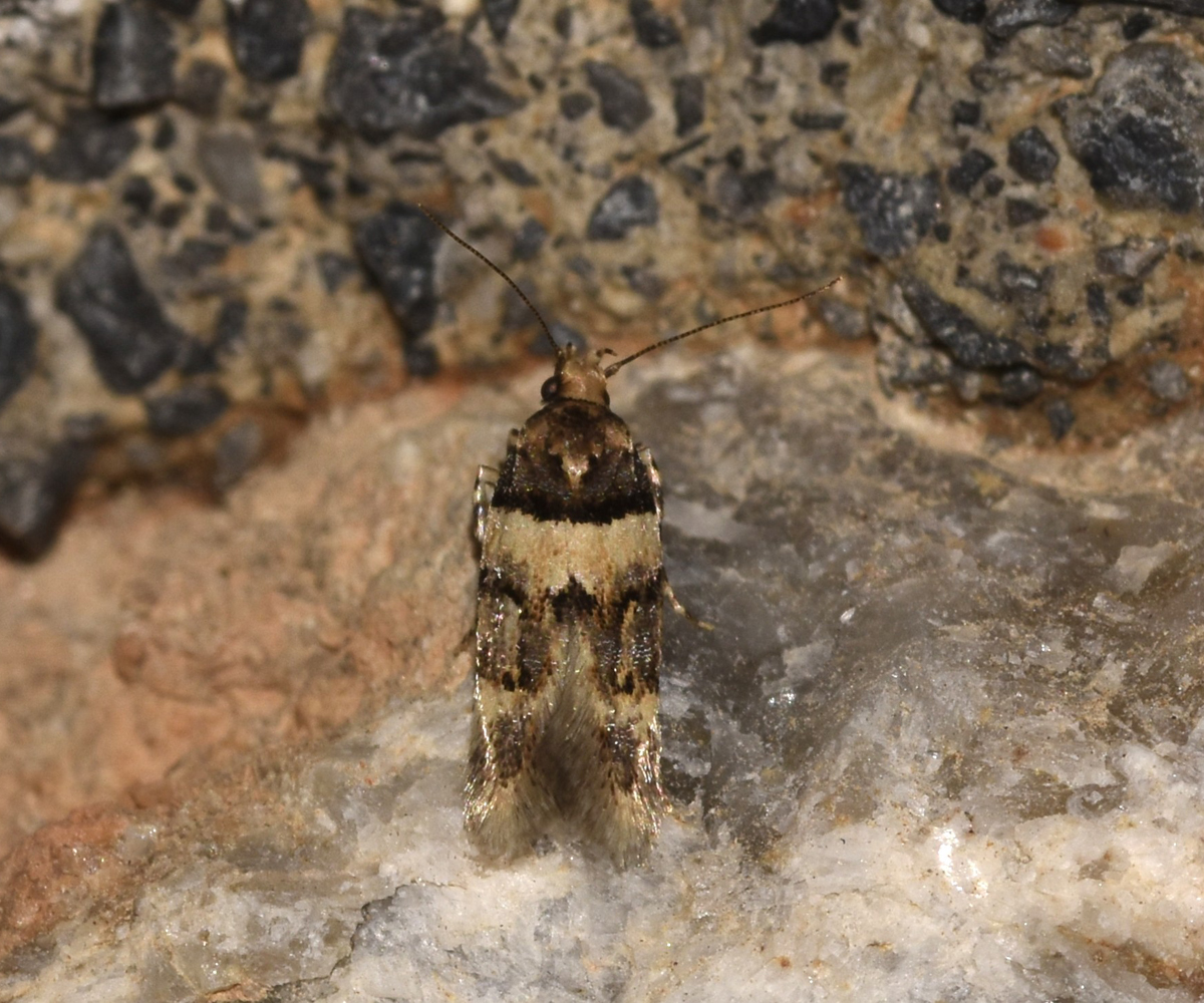Alloclita recisella, Crete - photo © K. Bormpoudaki