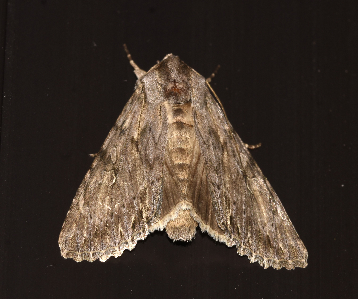 Auchmis detersa, Crete - photo © K. Bormpoudaki