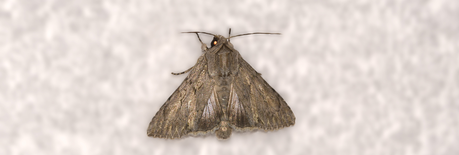 Auchmis detersa, Crete - photo © K. Bormpoudaki