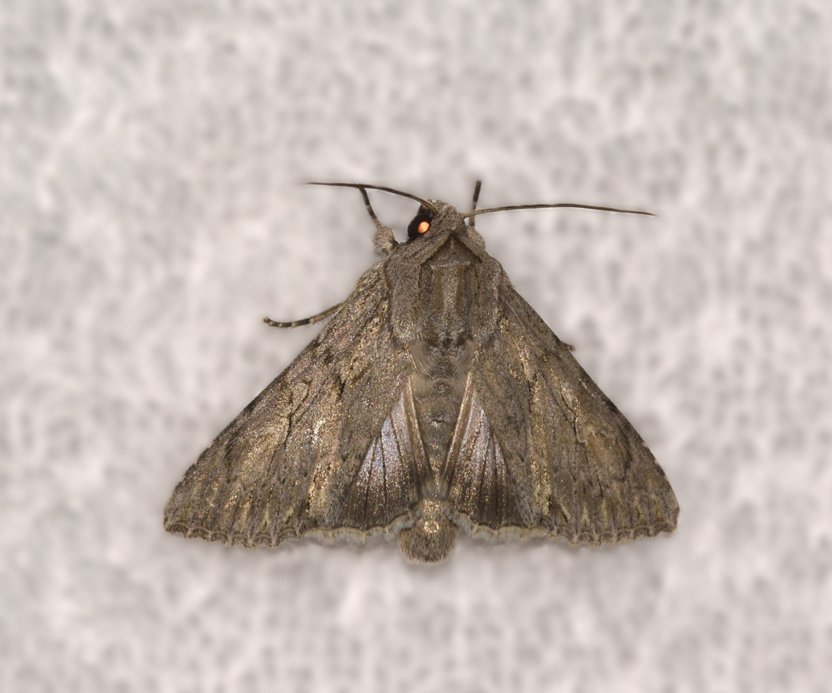 Auchmis detersa, Crete - photo © K. Bormpoudaki